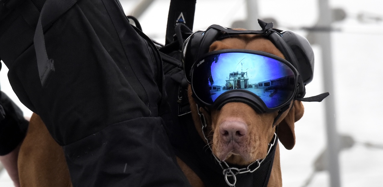 A Coastgaurd K9 and its team on the job